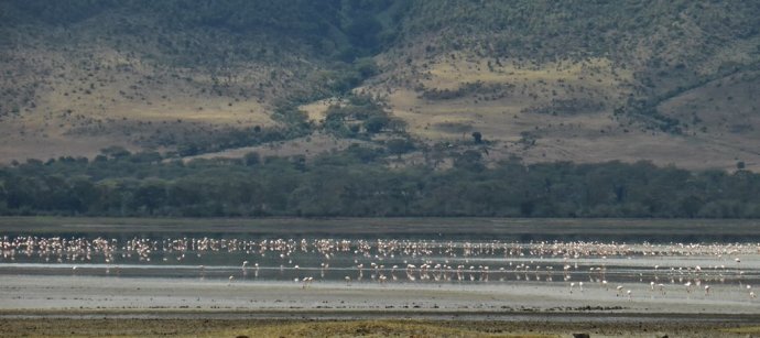 Flamingod - Lake Magadi