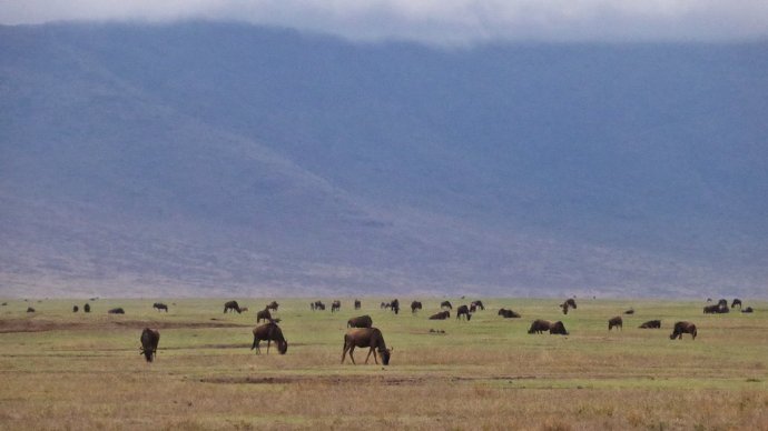 Gnuud Ngorongoros