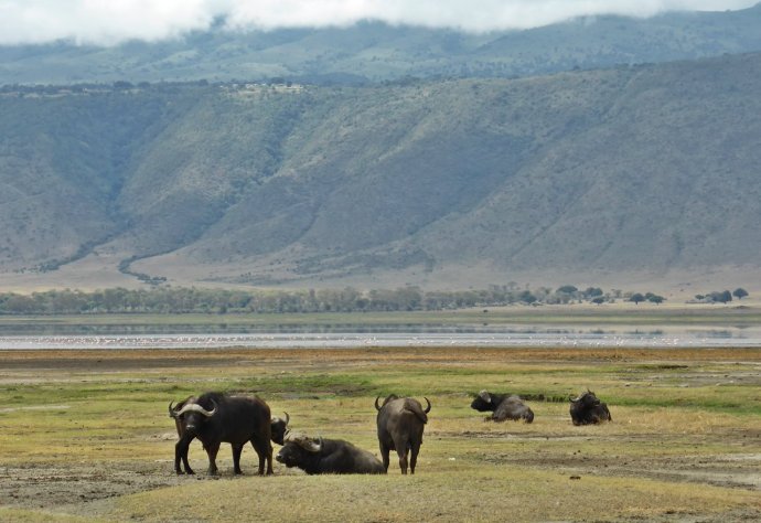 Pühvlid Ngorongoro kraatris