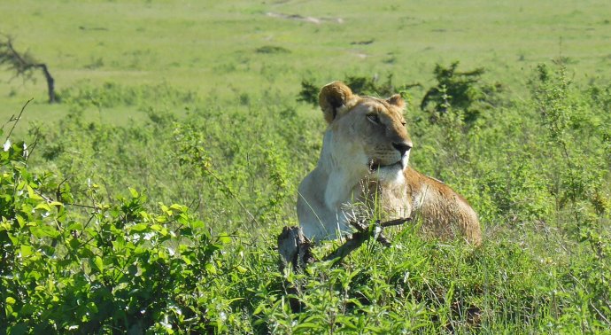 Lõvi Maasai Maras