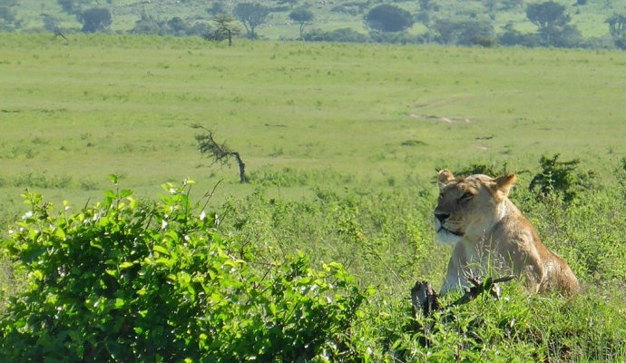Lõvi-Maasai_Mara