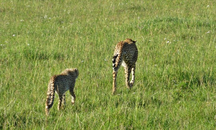 Gepard Masai Mara